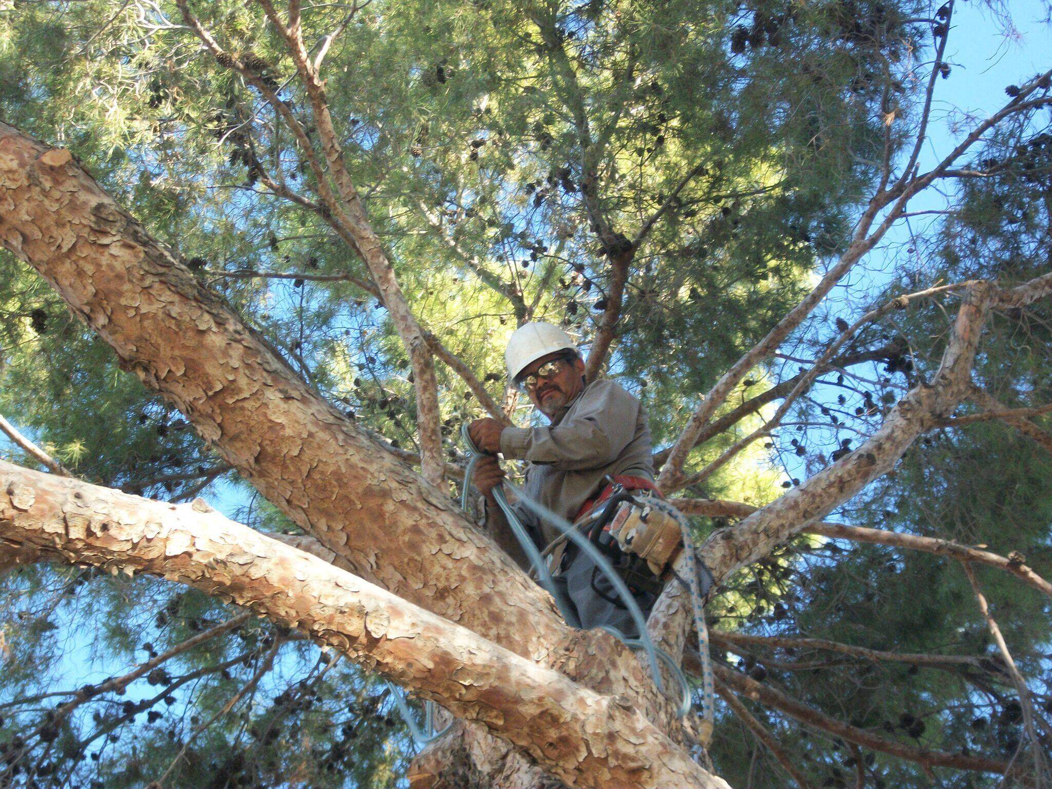 Tree Removal Service in Tempe, AZ