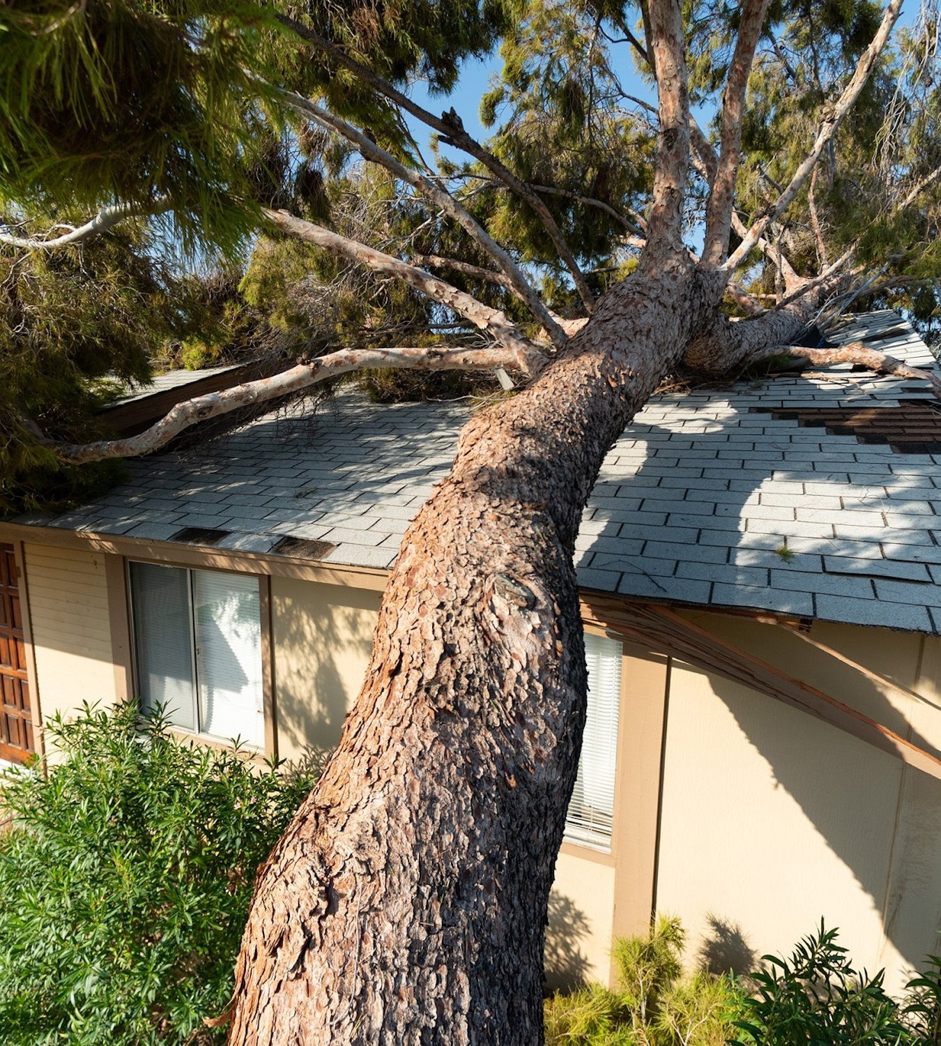 Tree Removal Company Located in North Scottsdale, AZ