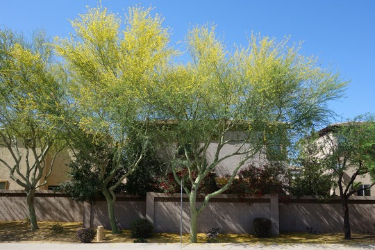 Tree Fertilization in Paradise Valley, AZ