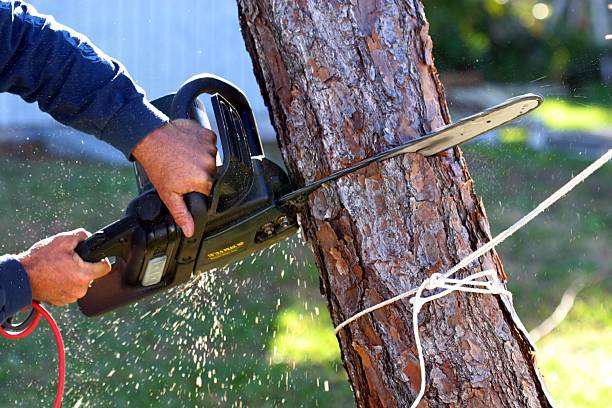 Tree Stump Removal Services in North Scottsdale, AZ