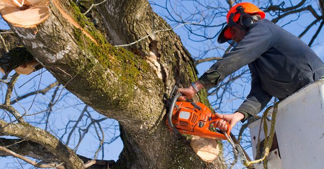 Paradise Valley Tree Removal Services
