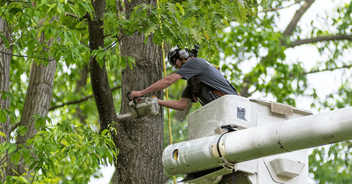 Tree Removal Services in Peoria, AZ
