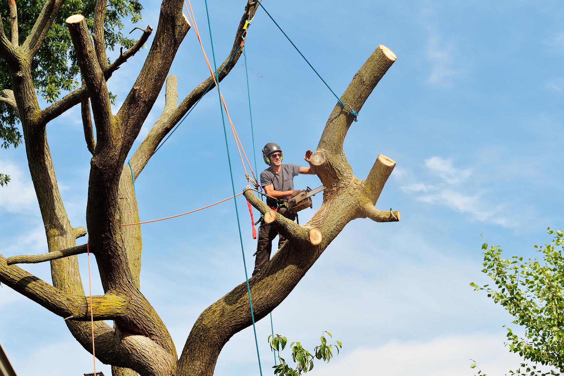 Tree Trimming Services in North Scottsdale, AZ