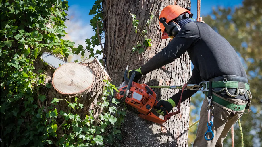 Tree Cutting Services in Peoria, AZ