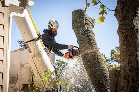 Tree Cutting & Tree Removal Company