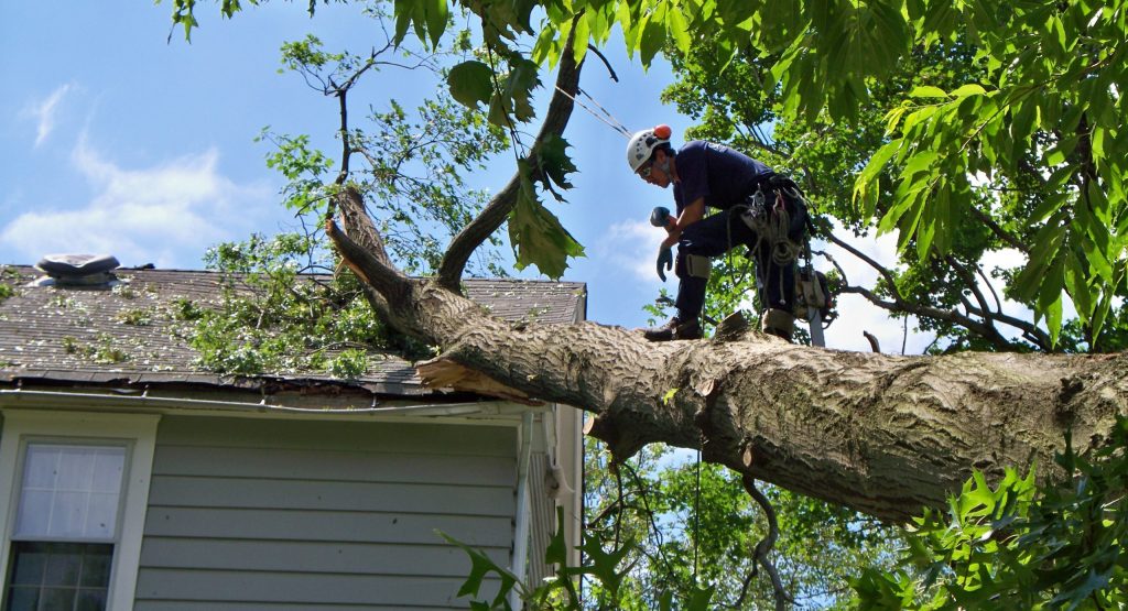 Tree Branch Removal and Cutting Services in Tempe, AZ