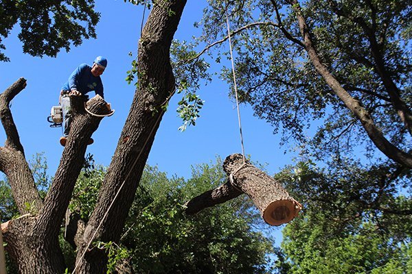 Tree Cutting Company Service the Glendale AZ Area