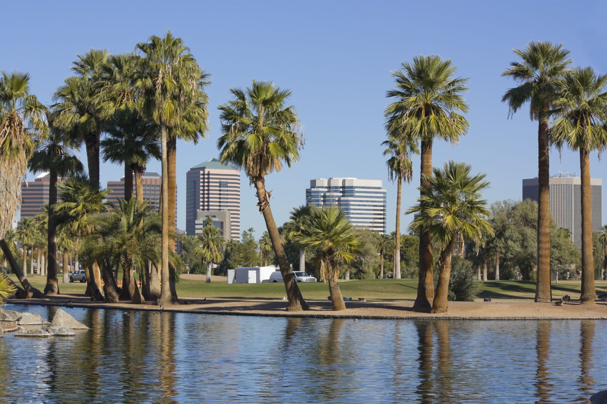 best-palm-tree-service-in-phoenix-queen-palm-tree-specialist