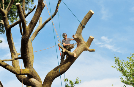 Tree Trimming Services in Maricopa, AZ