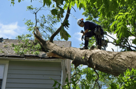 Tree Cutting Services in Peoria, AZ
