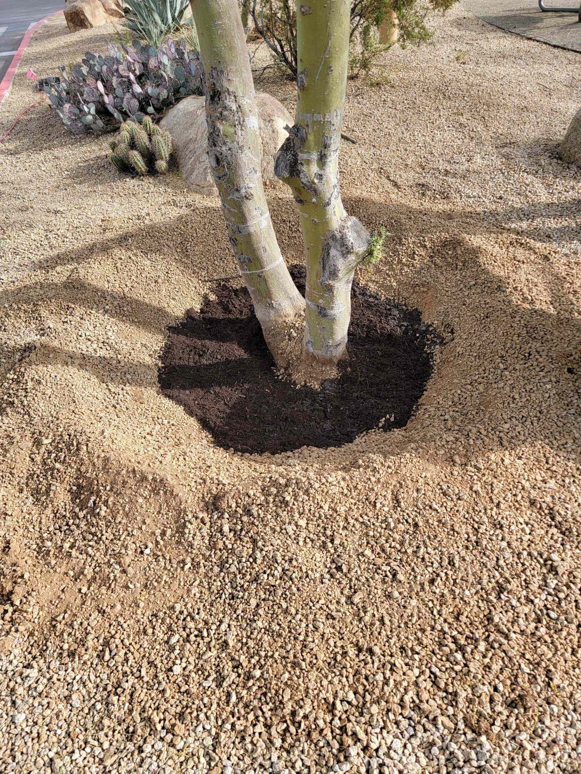 Tree planted to deep Solution