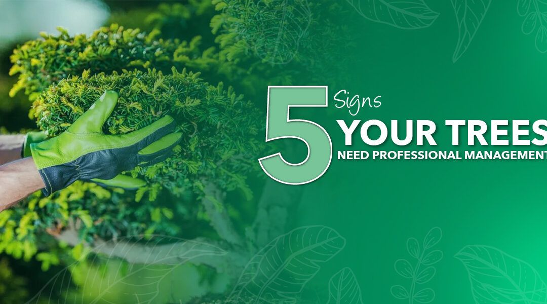 5 Signs Your Trees Need Professional Management