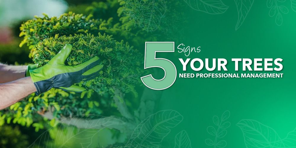 5 Signs Your Trees Need Professional Management