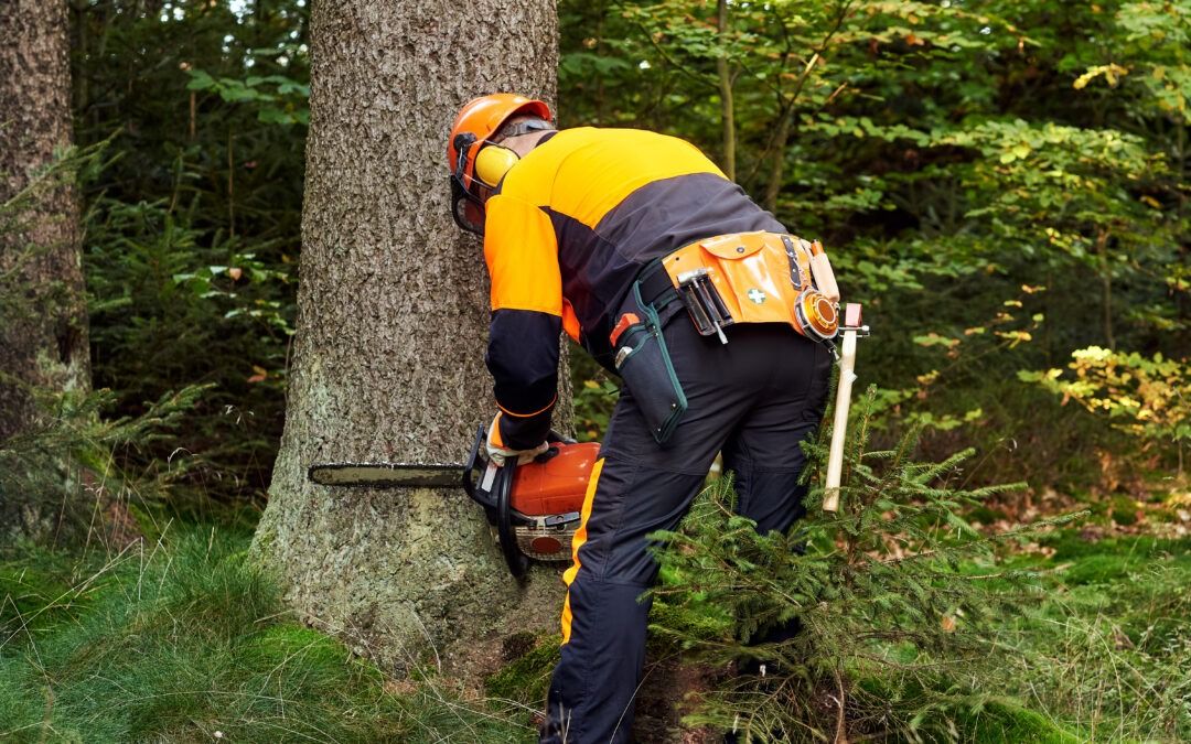 The Importance of Using Professional Tree Removal Services