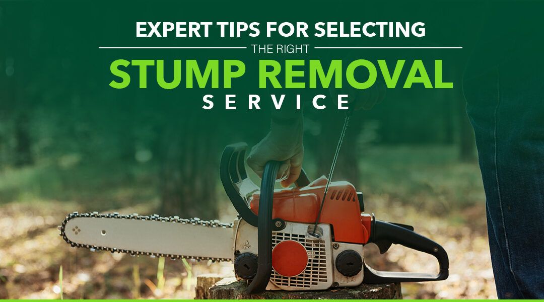 Tree Stump Removal Service