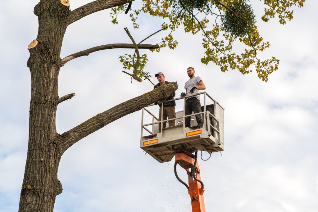 Sick Tree Service