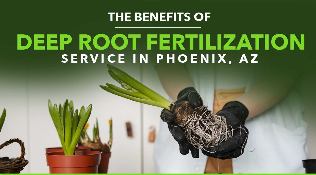 The Benefits of Deep Root Fertilization Service in Phoenix, AZ