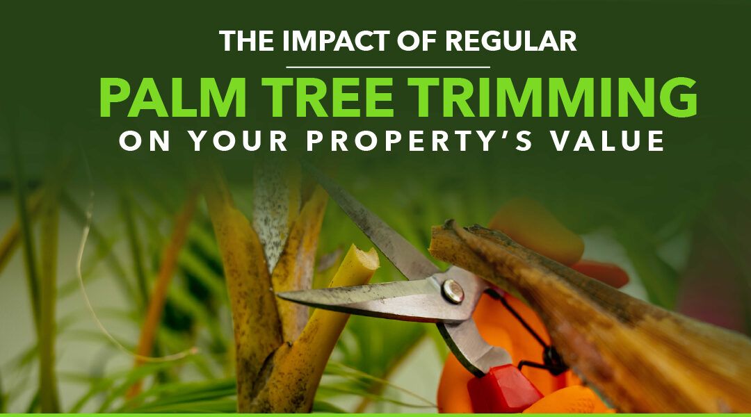 The Impact of Regular Palm Tree Trimming on Your Property’s Value