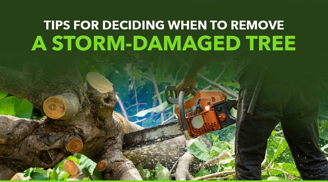 Tips for Deciding When to Remove a Storm-Damaged Tree