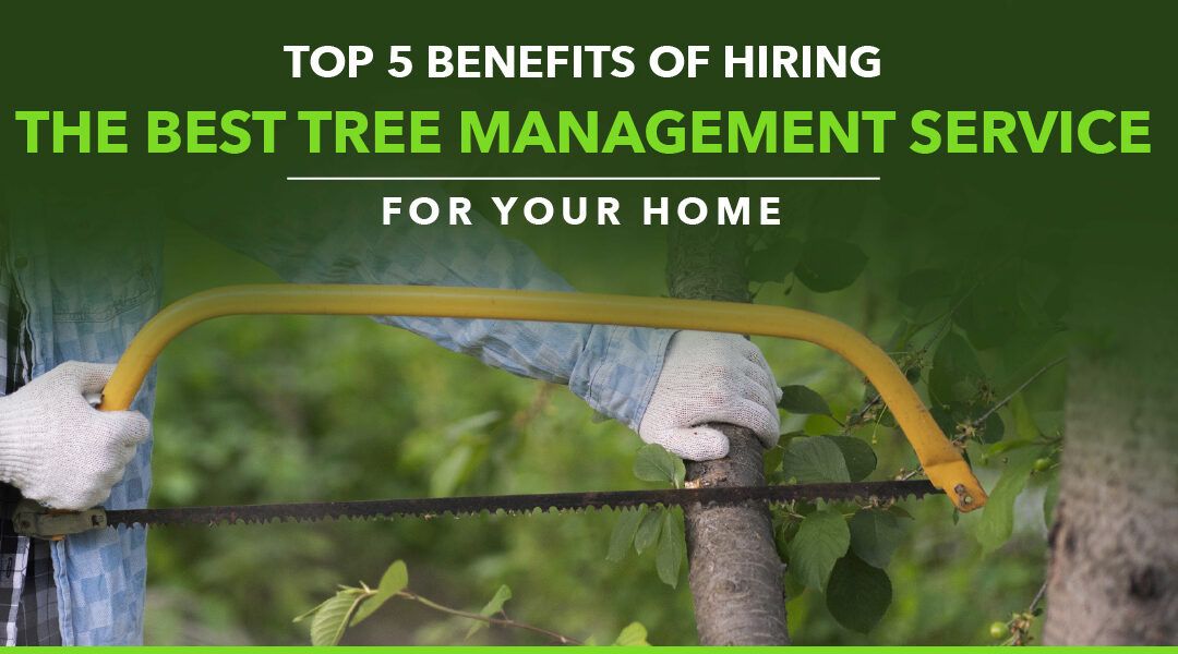 Top 5 Benefits of Hiring the Best Tree Management Service for Your Home