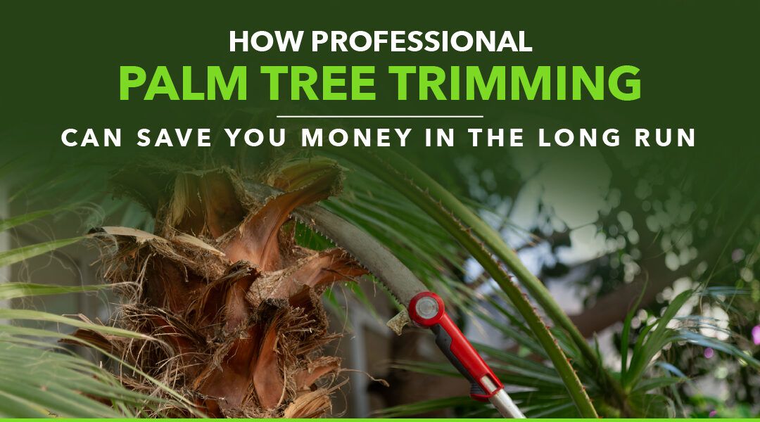 Professional Palm Tree Trimming