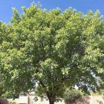 A vibrant, healthy tree thriving in the Arizona summer—perfect for seasonal tree care tips.