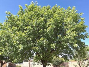 A vibrant, healthy tree thriving in the Arizona summer—perfect for seasonal tree care tips.