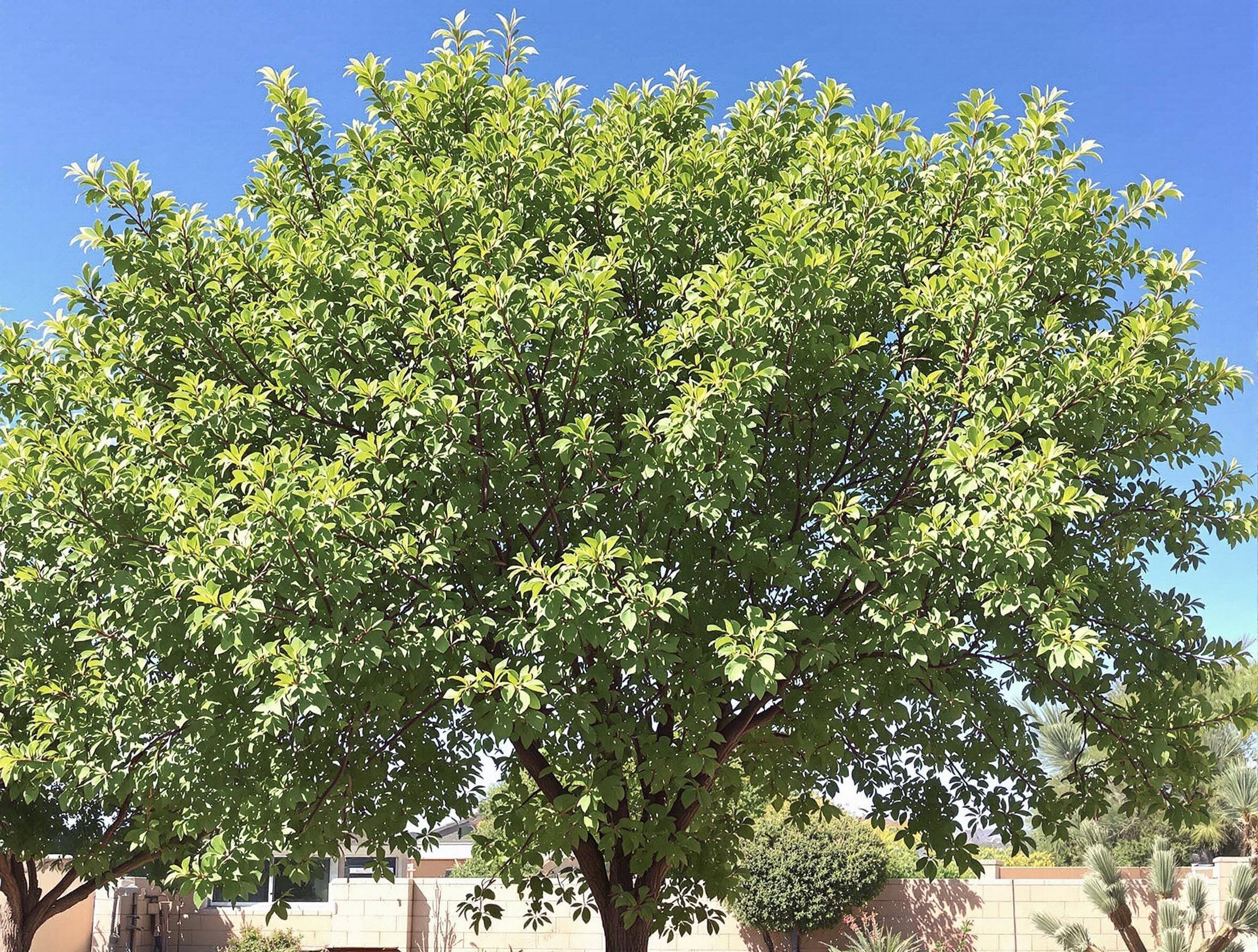 A vibrant, healthy tree thriving in the Arizona summer—perfect for seasonal tree care tips.