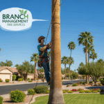 Professional arborist trimming a palm tree in Chandler, Arizona neighborhood