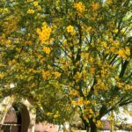 Arizona Tree Care Guide: Expert Management Tips | Branch Management Tree Service