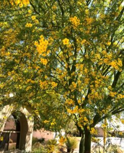 Arizona Tree Care Guide: Expert Management Tips | Branch Management Tree Service