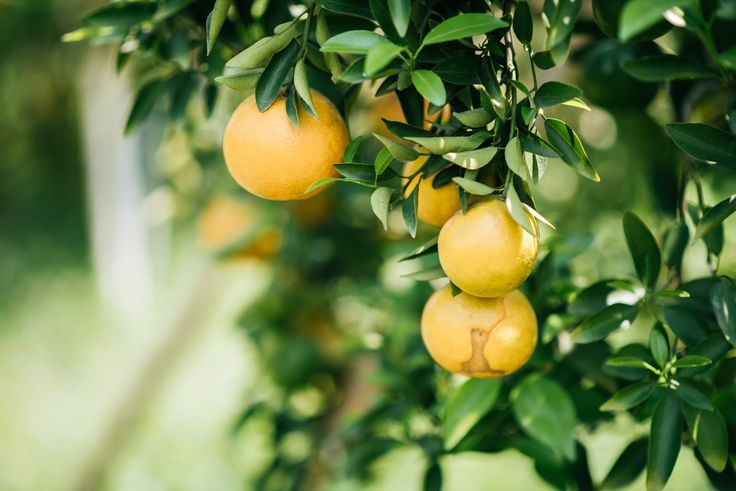 Citrus trees thrive naturally in subtropical climates