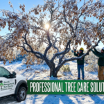 Trees Look Sick After Cold Snaps