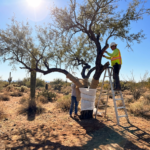Tree Pests in Winter: How to Protect Your Trees