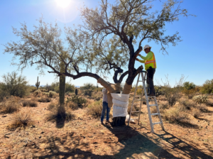 Tree Pests in Winter: How to Protect Your Trees