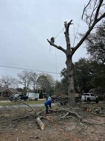 Arborist showing homeowner dead branches that need trimming in Phoenix.
