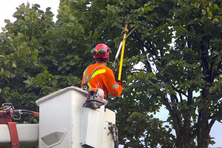 Arborist assessing safe clearance for trimming near power lines in Phoenix.