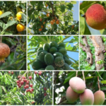 Fruit grow in Arizona