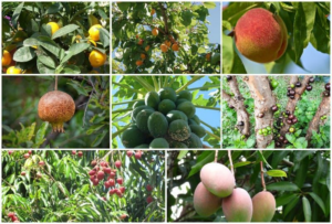 Fruit grow in Arizona