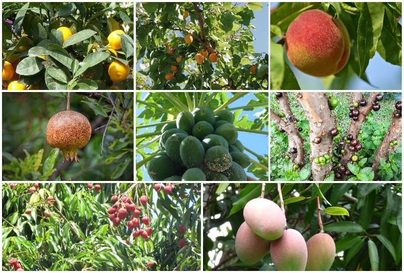 Fruit grow in Arizona