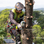 Tree Trim in Scotssdale