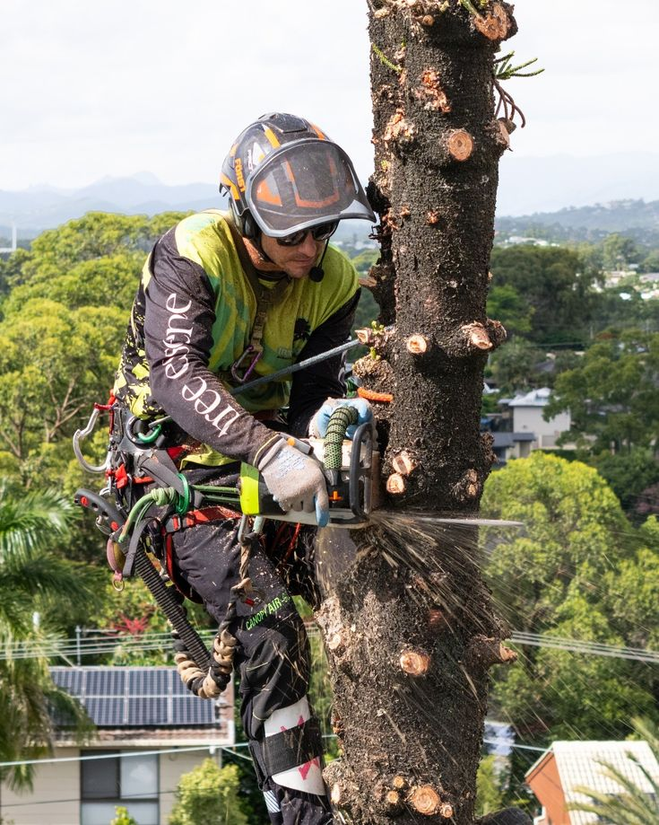 Tree Trim in Scotssdale