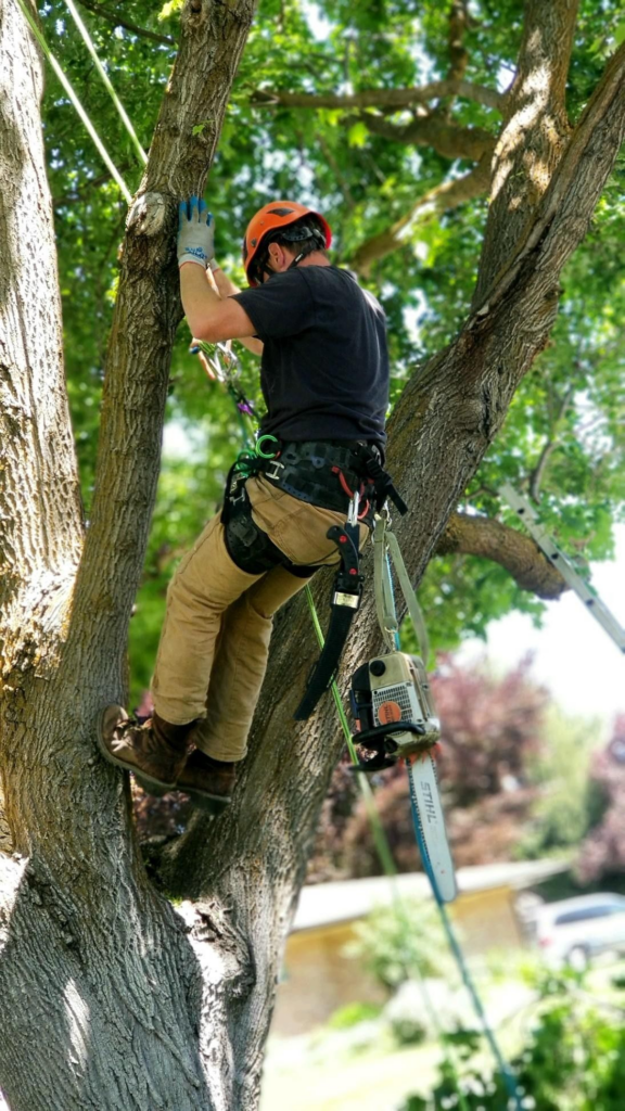 Arborist with professional pruning tools