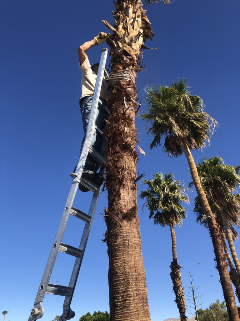 Use the right equipment for tall palms.
