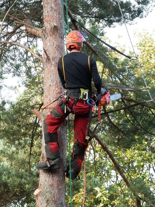 Tree trimming in Scottsdale, AZ, works best when you trim with a purpose.