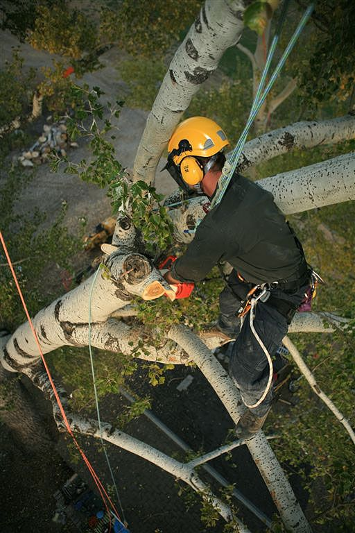 Professional tree removal uses planning and control.