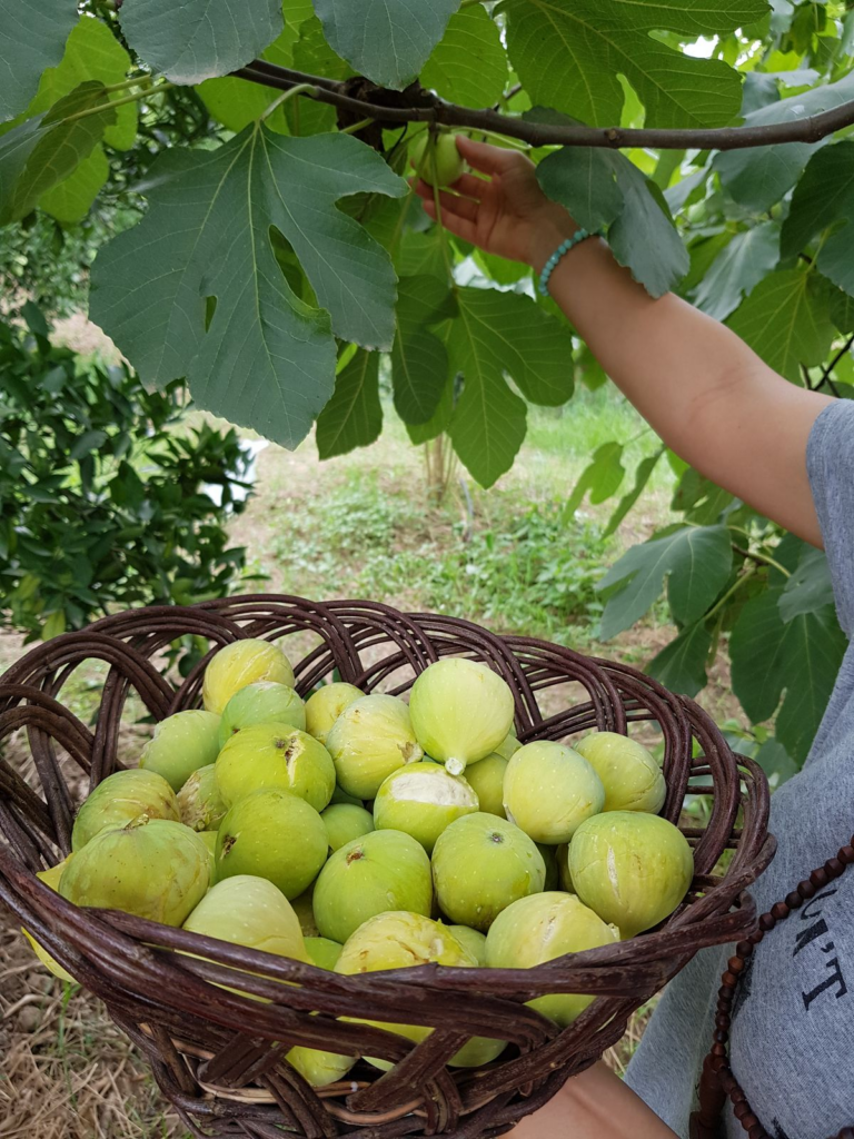 Prune for structure and sunlight balance.