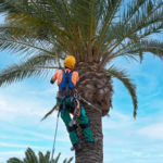 Best Month for Palm Tree Trimming in Scottsdale, Arizona?