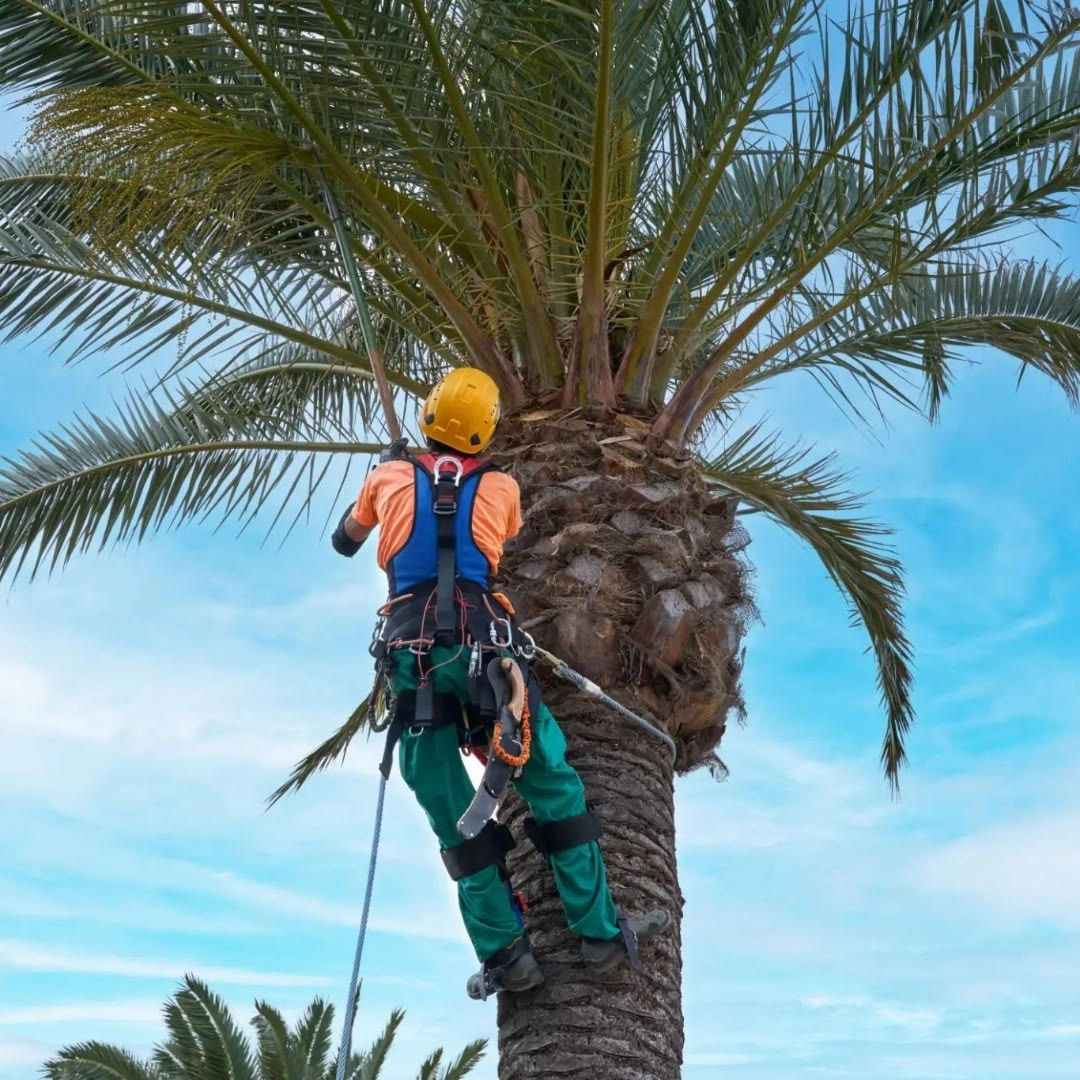 Best Month for Palm Tree Trimming in Scottsdale, Arizona?