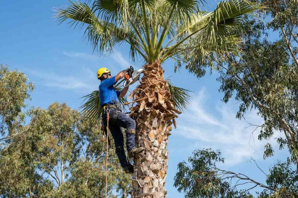 Trimming affects palm health.